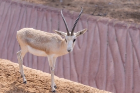 Gulseren-Ceylan8217dan-8216Cocuk8217-Aciklamasi-Mehmet-Ali-Erbil8217in-Esi-Gundemde-featured