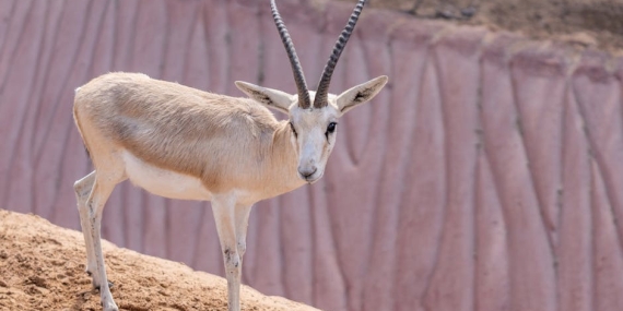 Gülseren Ceylan’dan ‘Çocuk’ Açıklaması: Mehmet Ali Erbil’in Eşi Gündemde